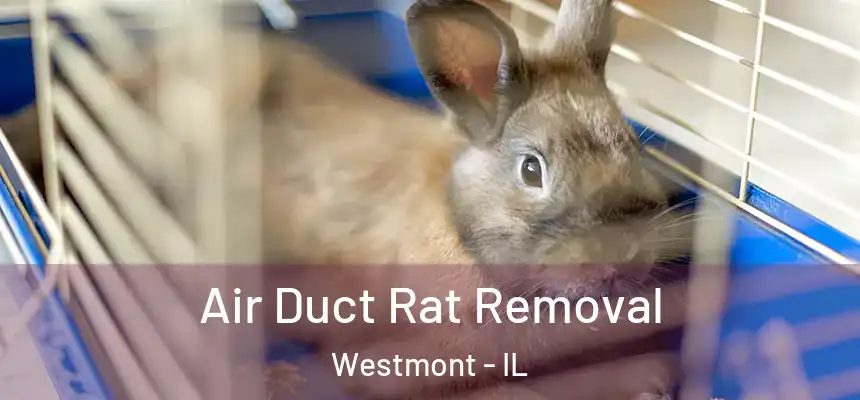 Air Duct Rat Removal Westmont - IL