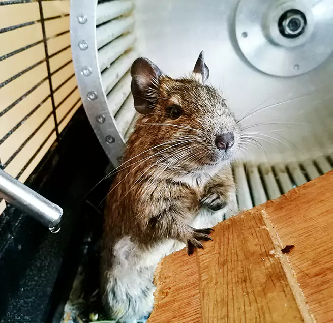 Why Homeowners & Businesses Trust Us Westmont, IL